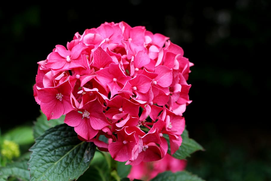 hydrangea, pink, flower, elegant, vibrant, colorful, pink color HD wallpaper