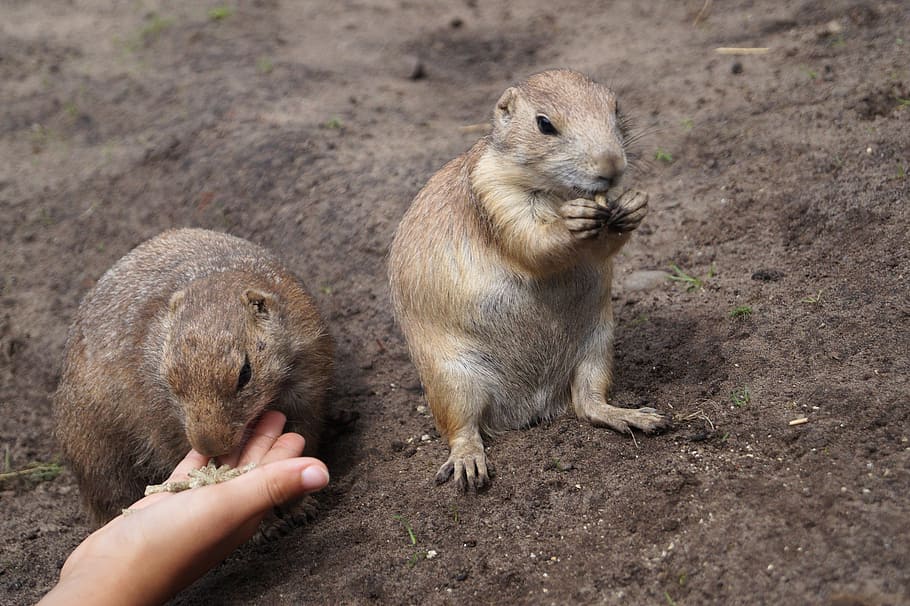 prairie dogs, rodents, animals, nager, hand, food, feed, zoo, HD wallpaper