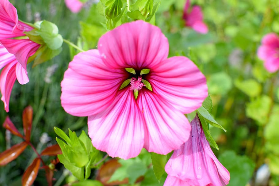 selective focus photography of pink Malva flowers, mallow, blossom HD wallpaper
