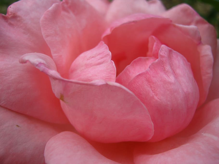 Rose, Pink, Bloom, Blossom, Colorful, detail, flora, floral HD wallpaper