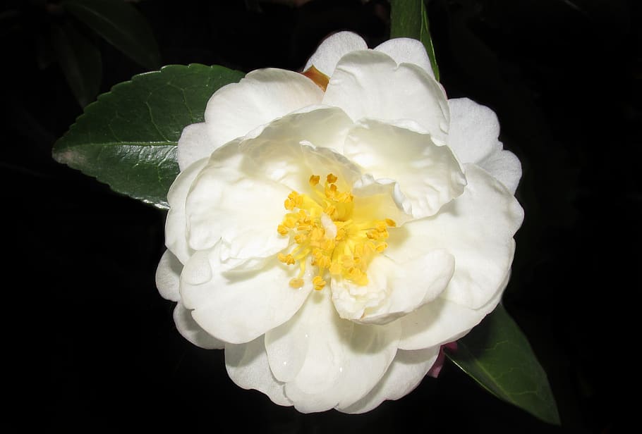 camellia, white, single, flower, nature, garden, flowering plant