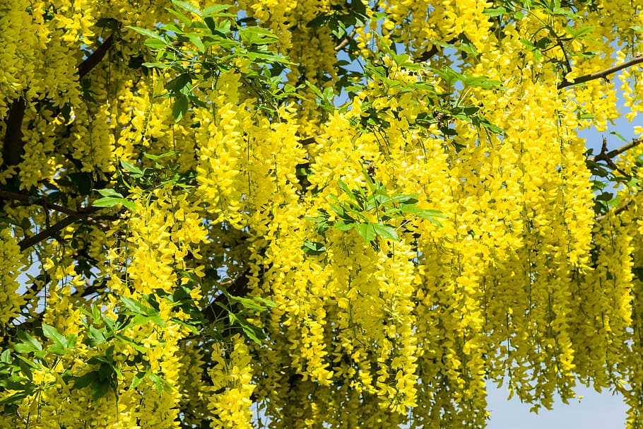 laburnum, background, beautiful, bloom, blue, botanical, botany HD wallpaper