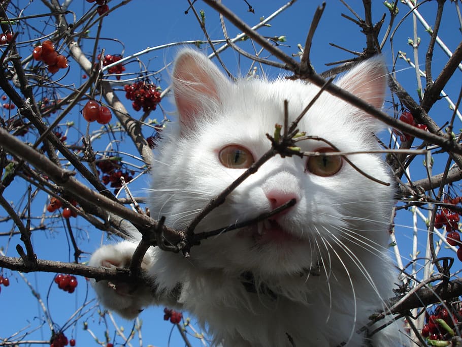 white cat perching on tree, face, peering, looking, outdoors HD wallpaper