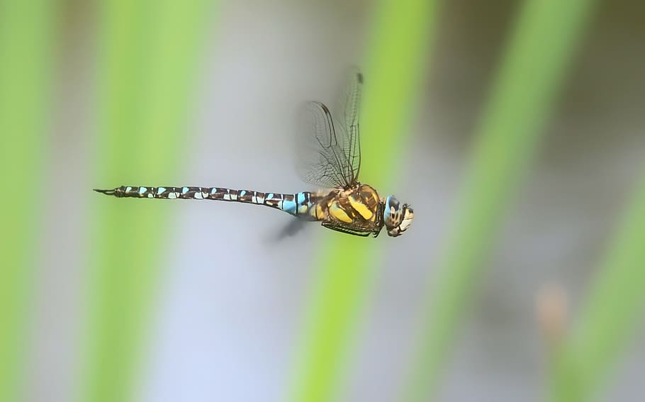 Insect, Nature, Live, one animal, animal themes, animals in the wild HD wallpaper