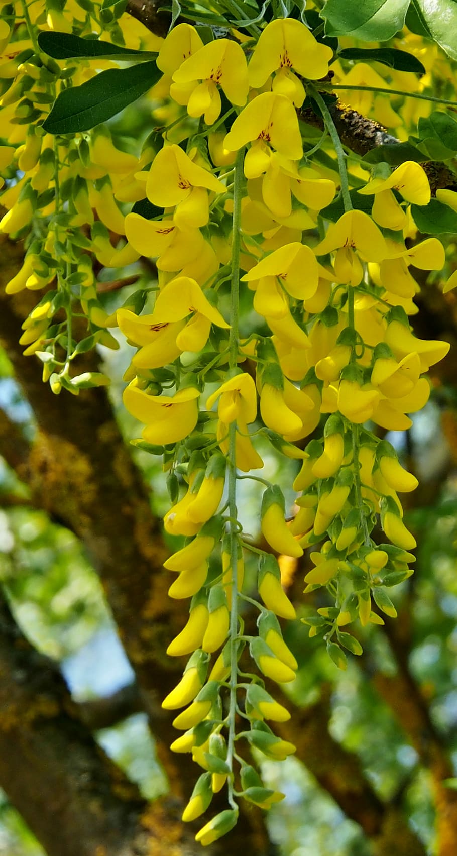 yellow, laburnum, spring, plant, growth, beauty in nature, flowering plant HD wallpaper