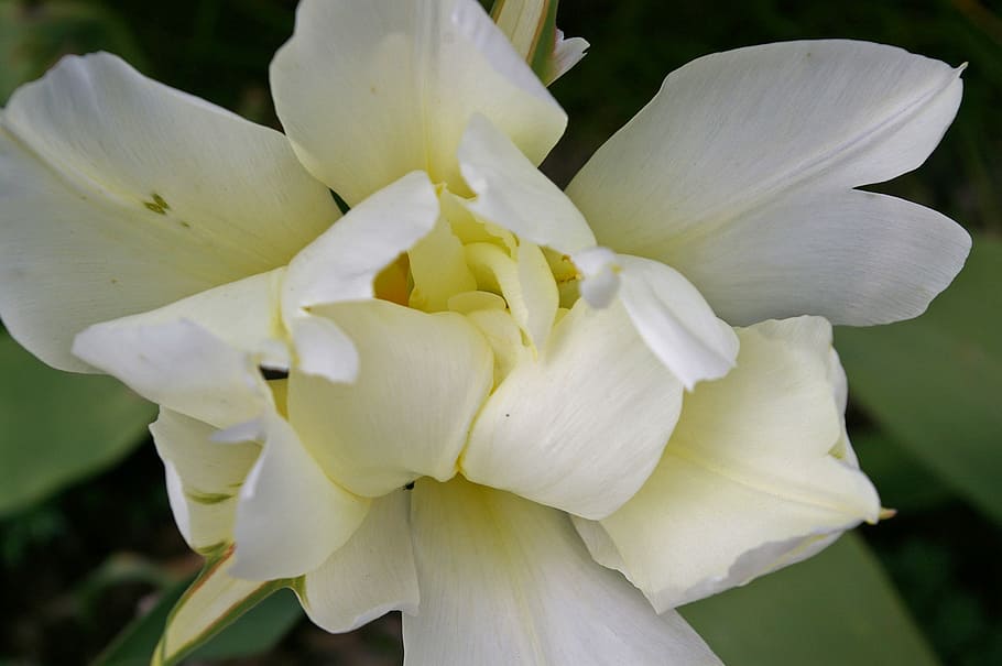 Tulips, White, Spring, white tulips, blossom, bloom, flower, HD wallpaper