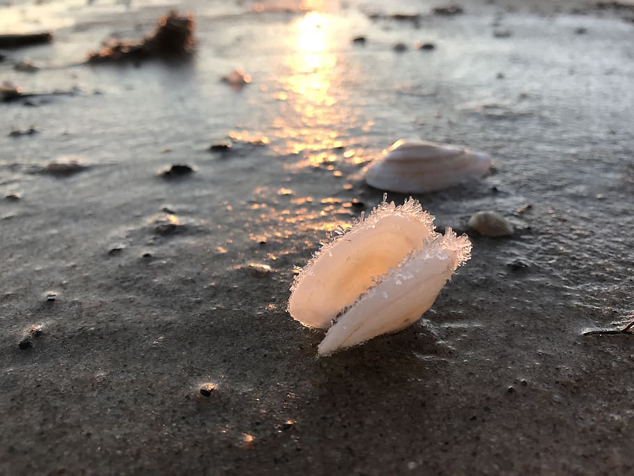 shell, ice, winter, cold, sunrise, baltic sea, waters, beach HD wallpaper