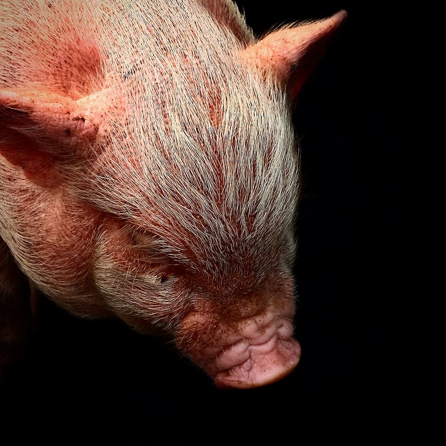 piglet, cute, piggy, pink, swine, snout, mammal, animal, small