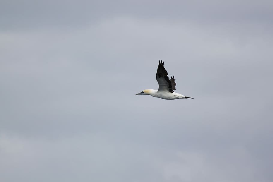 Sea Gull, Bird, Flight, one animal, animal wildlife, flying HD wallpaper