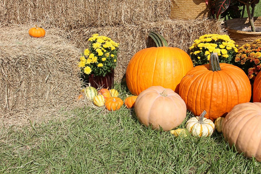 pumpkins, gourds, fall, halloween, thanksgiving, vegetables HD wallpaper