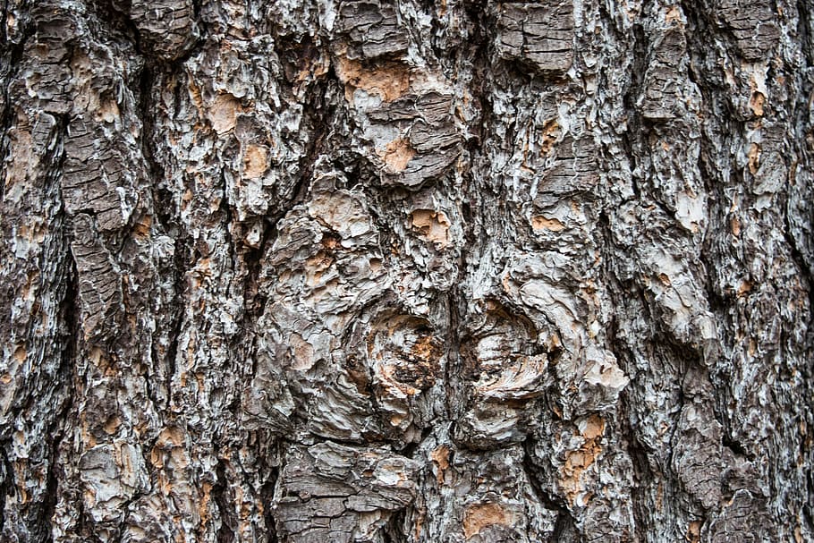 bark, desktop, log, rough, trunk, wood, tree, nature, pine HD wallpaper