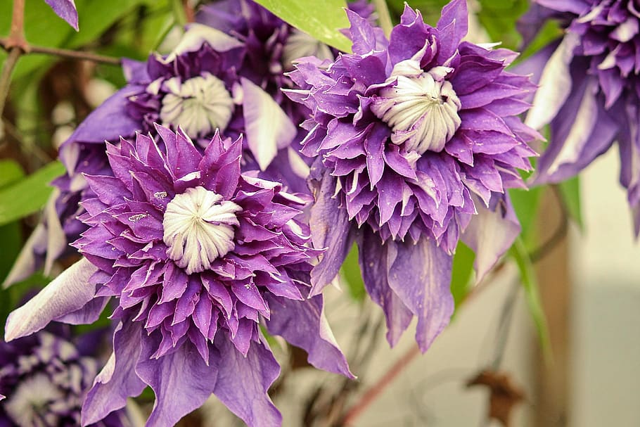 purple flowers, clematis, blossom, bloom, violet, close, climber HD wallpaper