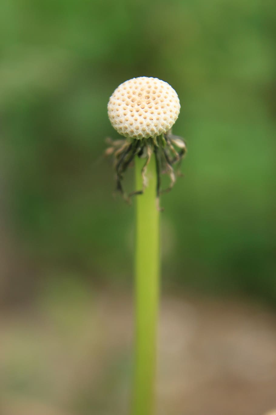 dandelion, empty, globe, seed, plants, spring, flower, beauty in nature HD wallpaper