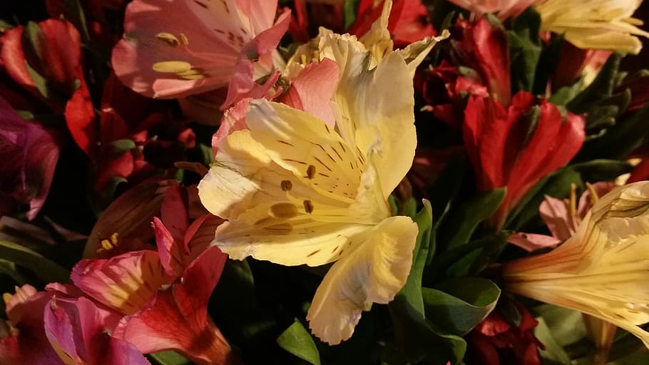 Yellow, Nature, Spring, Green, red, plant, floral, blossom HD wallpaper