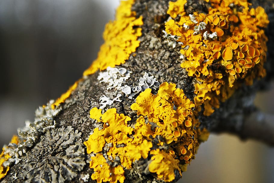lichens, bark, yellow, branch, close-up, plant, growth, trunk