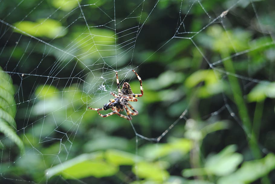 Spiders, Web, Insects, Canvas, Arachnida, weave, spider Web HD wallpaper