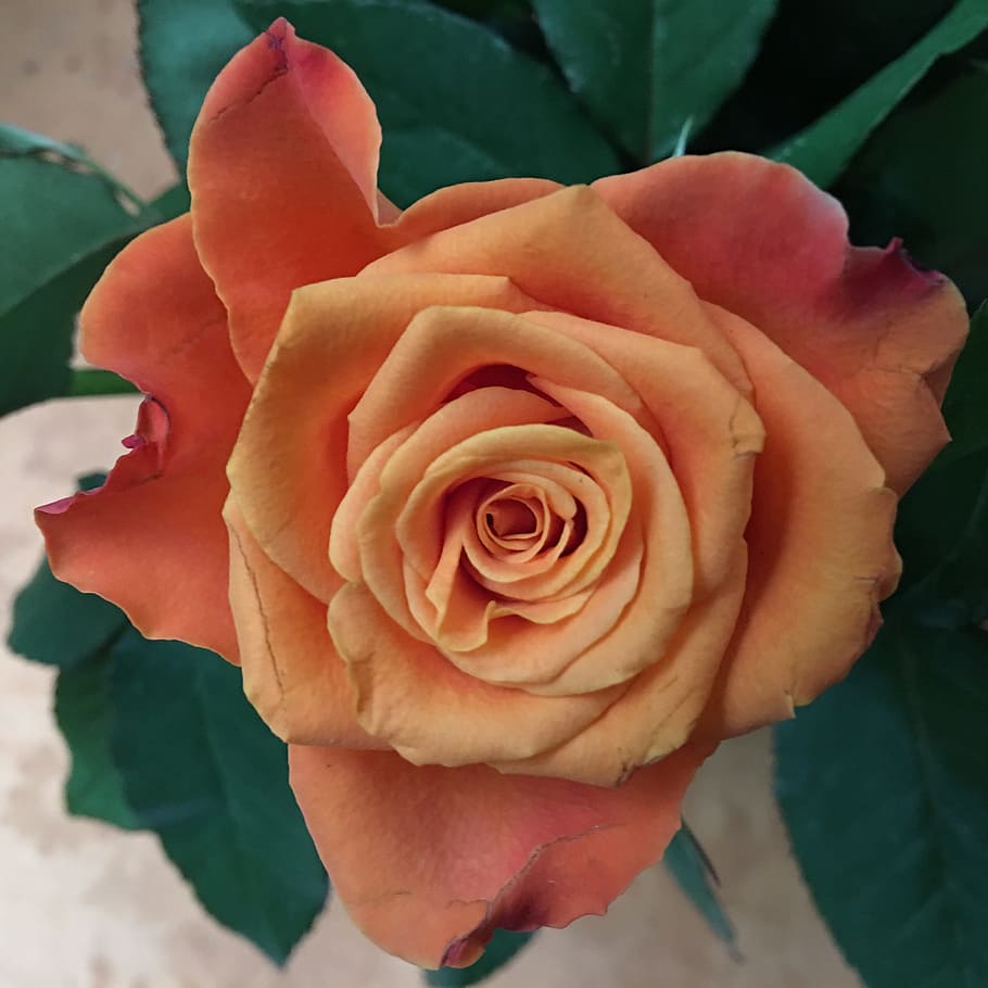 rose, flower, affection, romance, love, flowering plant, beauty in nature HD wallpaper