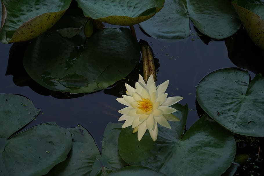 leaf, flower, pond, plant, flowering plant, water, water lily HD wallpaper