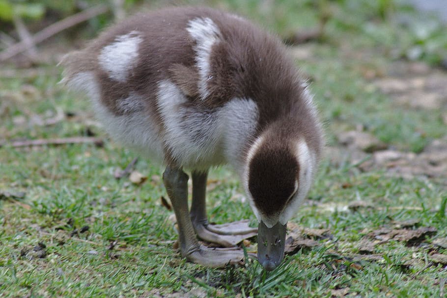 goose, chicks, bird, poultry, head, close, schwimmvogel, nature HD wallpaper