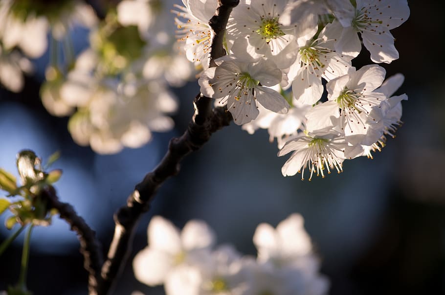 cherry, flowers white, light, flowering plant, beauty in nature HD wallpaper