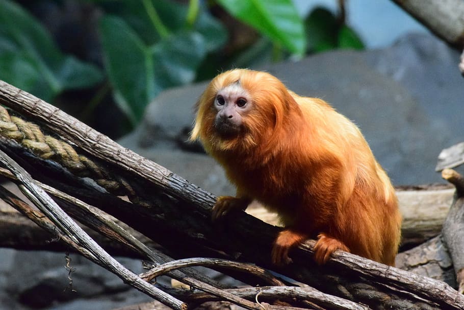 Monkey, brown monkey on tree during daytime, fur, forest, animal HD wallpaper