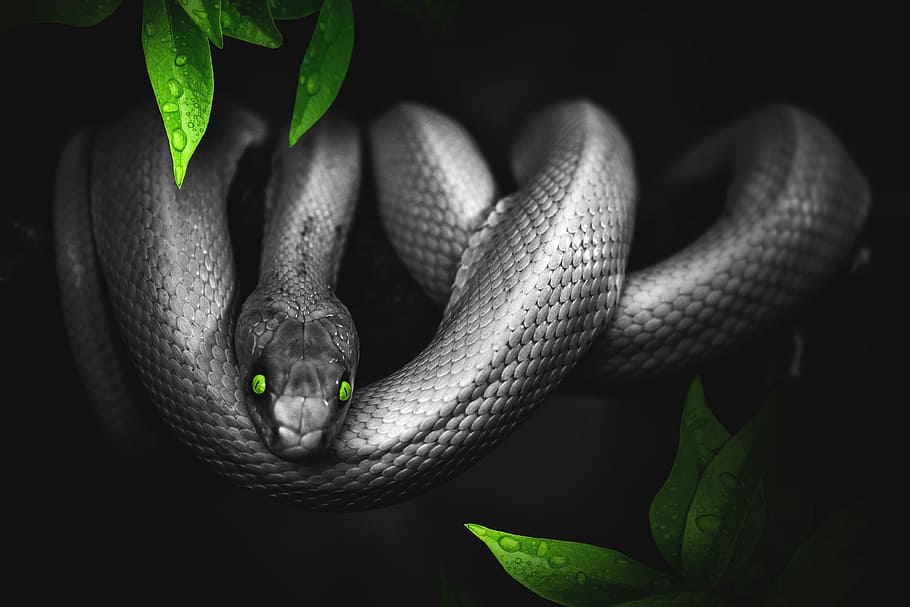 gray snake illustration, jungle, green, reptile, animal, scale