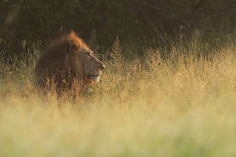 lion sitting on green grass, ild, sunset, animal, wild animal HD wallpaper