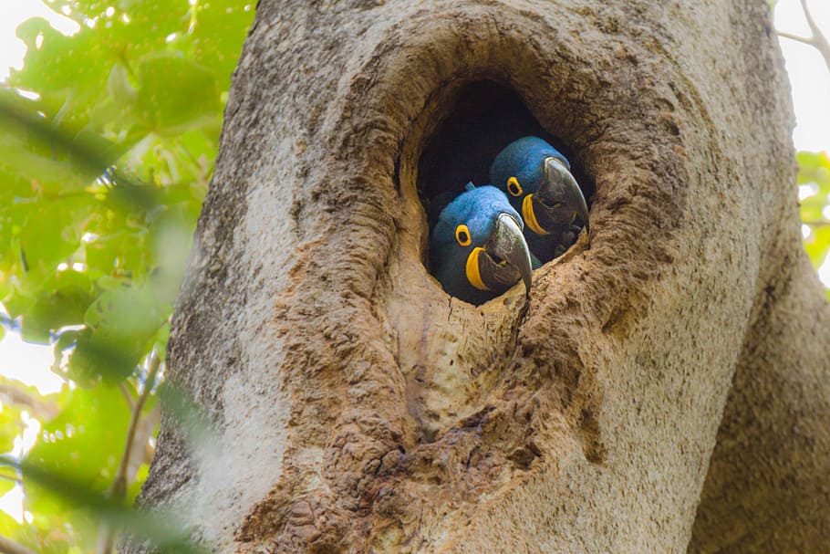 two small-beaked blue bird in tree trunk, two blue-and-yellow birds in tree