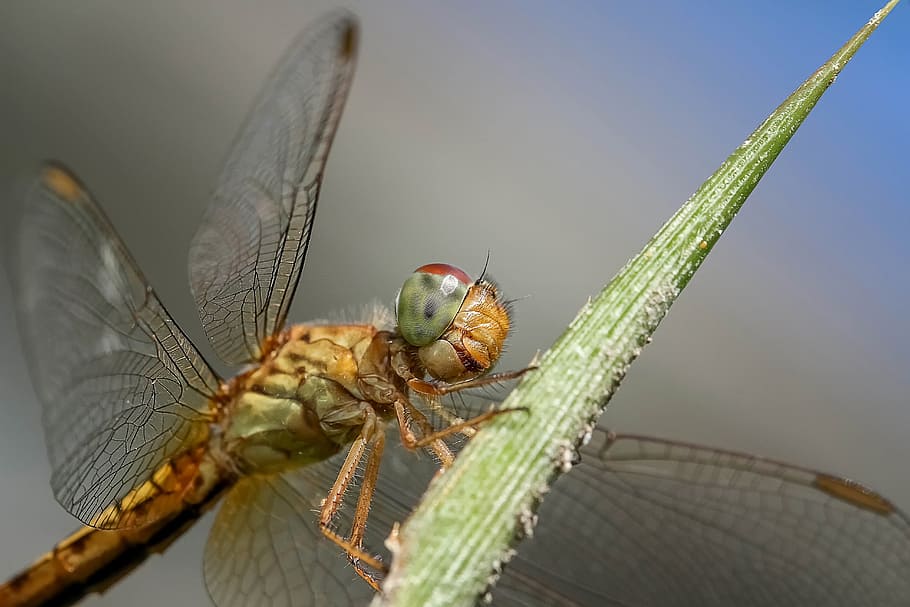 brown dragonfly on green leaf plant, insect, macro, nature HD wallpaper