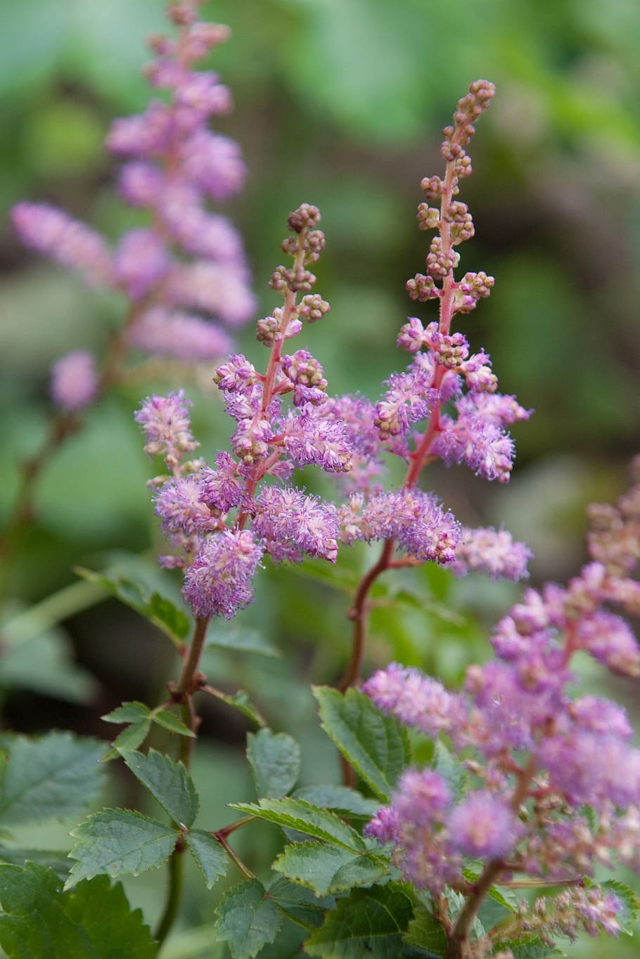 Meadowsweet 1080P, 2K, 4K, 5K HD wallpapers free download | Wallpaper Flare