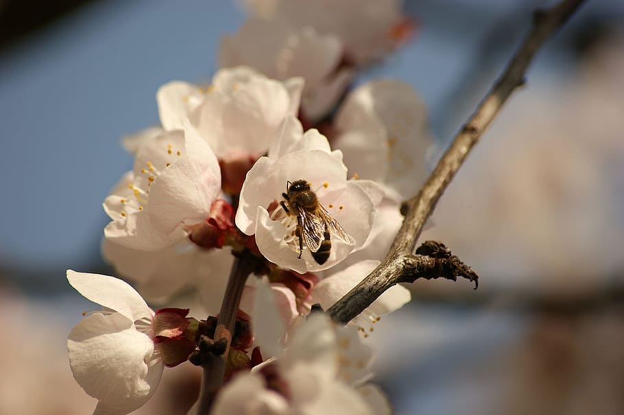 bee, flower, flowers, cherry, summer, garden, spring, macro HD wallpaper