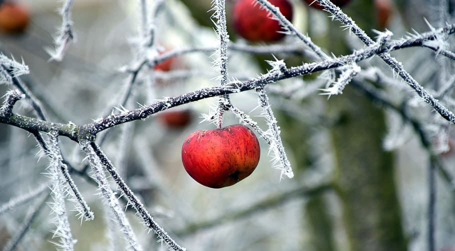 Apple, Frost, Cold, Winter, Nature, frozen, fruit, zing temperatures