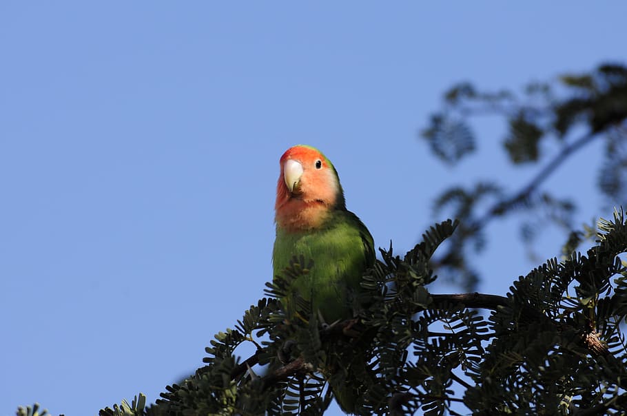 nature, bird, tree, sky, animal, animal themes, vertebrate HD wallpaper