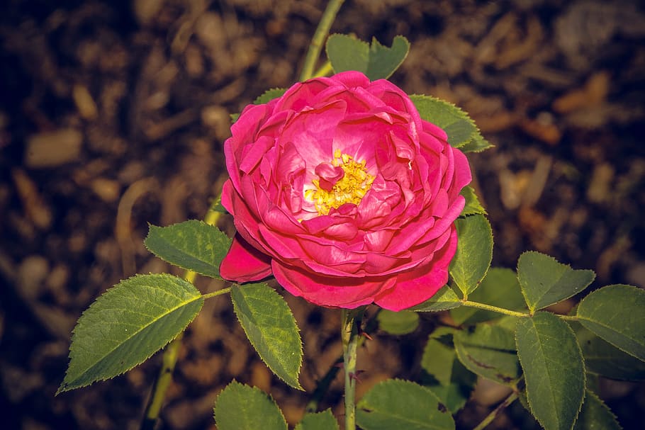 rose, blossom, bloom, close, rosaceae, velvet, flower stalk HD wallpaper