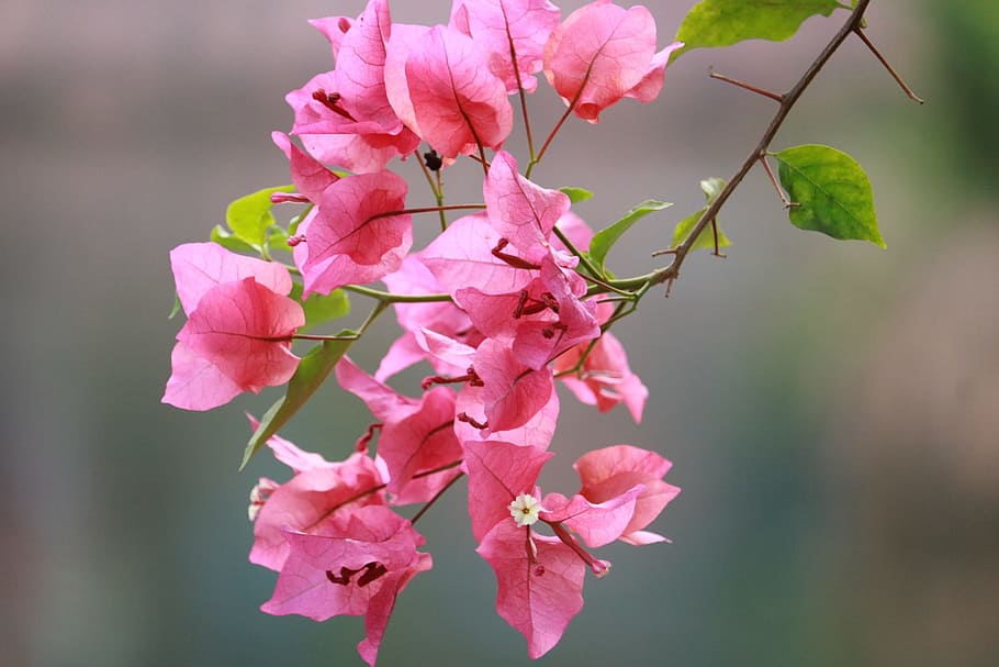 Flower, Pink, Nature, Spring, Garden, colorful, macro, pink color HD wallpaper
