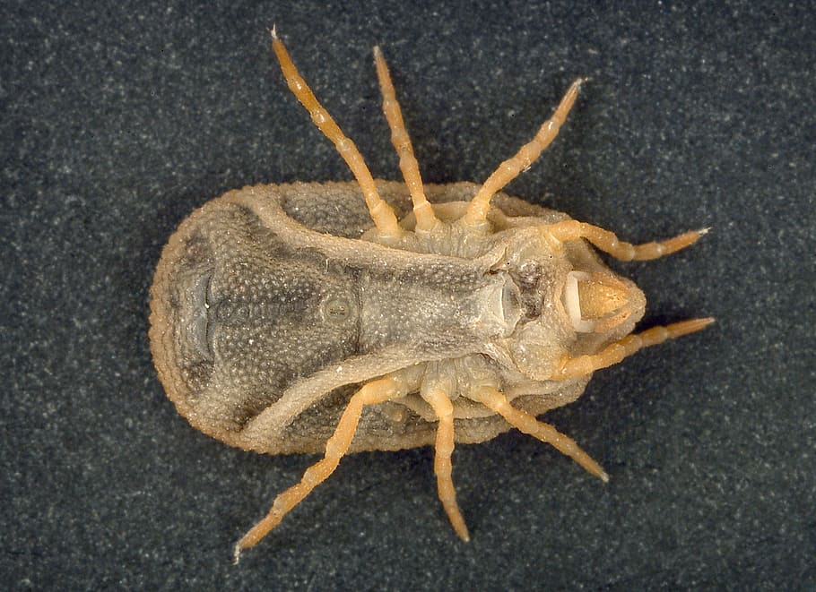 bat tick, ventral, insect, disease, creature, blood, parasite HD wallpaper
