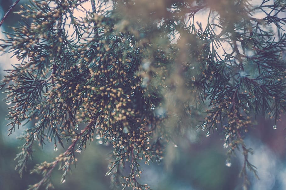 Green White and Yellow Christmas Ornament, blur, branch, close-up HD wallpaper