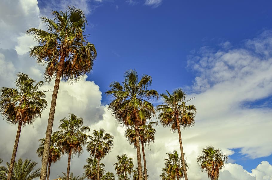 palm trees, sky, clouds, tropical, nature, exotic, cloud - sky HD wallpaper