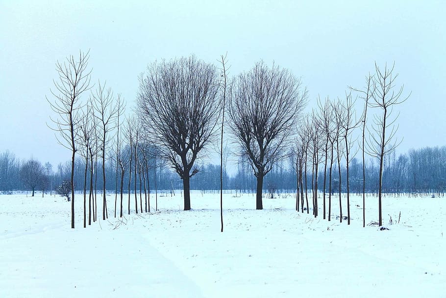 black trees during day time, winter, snow, nature, cold - Temperature HD wallpaper