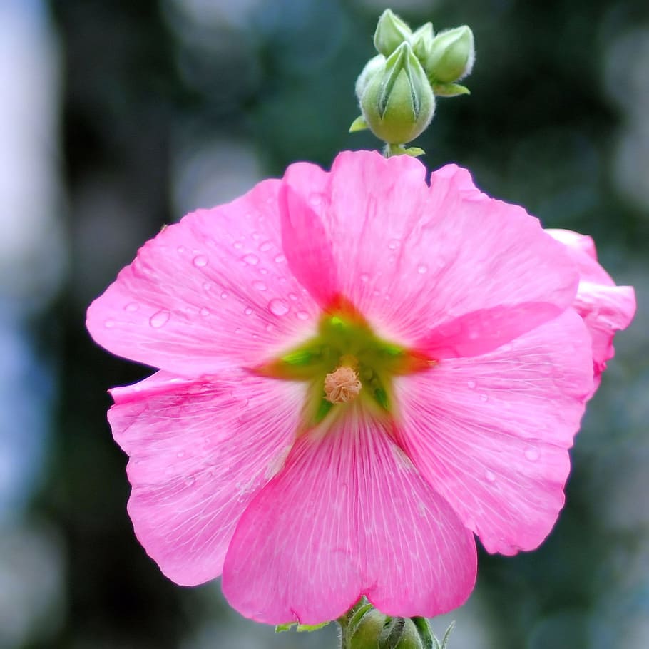 mallow, stock rose, blossom, bloom, pink, flower, garden, flowering plant, HD wallpaper