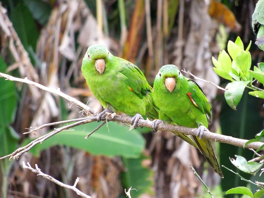 maritaca, parrot, laurel, bird, tropical birds, birdie, nature HD wallpaper