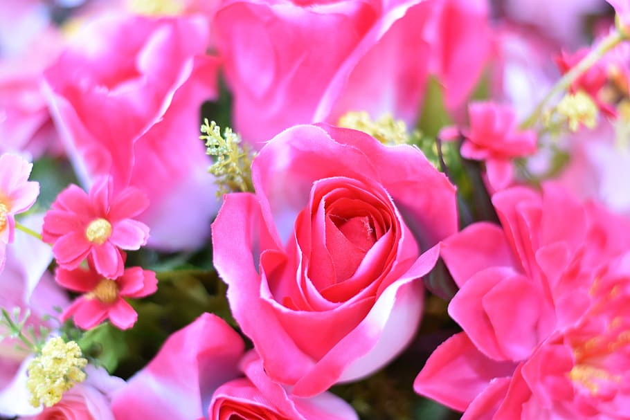 flower, daisy, blossom, spring, blooming, summe, flowering plant HD wallpaper