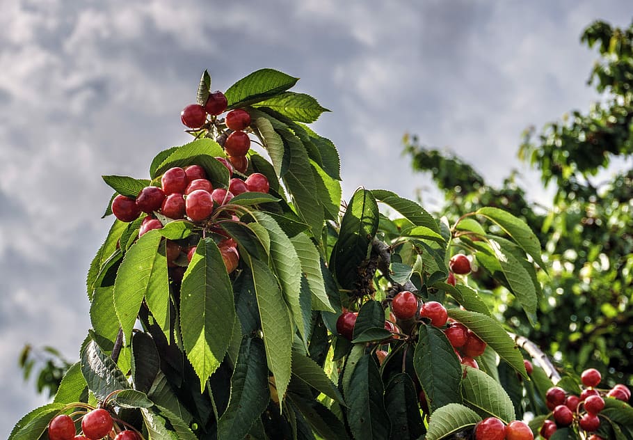 cherries, fruit, red, delicious, fresh, mature, tasty, vitamins HD wallpaper