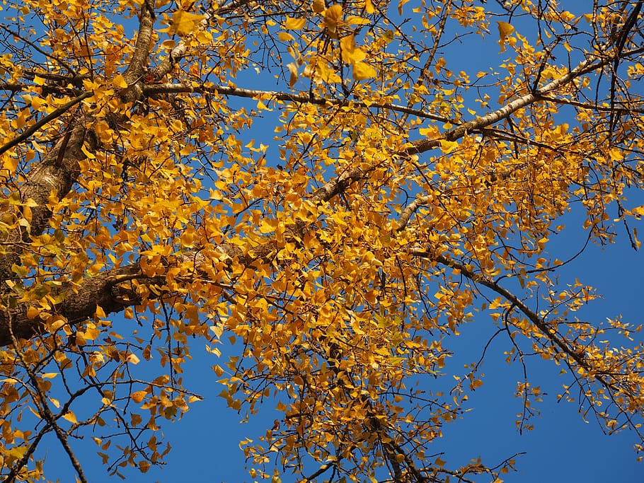 black poplar, tree, leaves, autumn, golden autumn, fall foliage, HD wallpaper