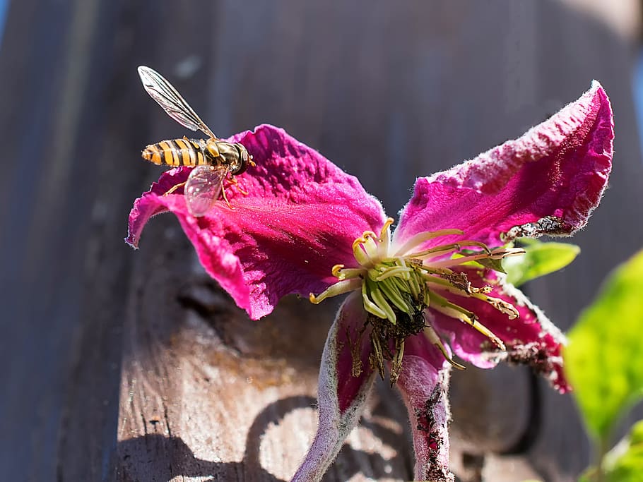hoverfly, flower, pollen, insect, macro, close up, garden, animal wildlife HD wallpaper