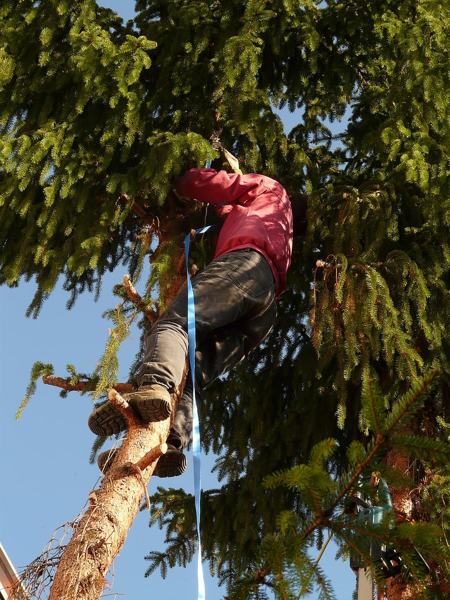 forest work, tree, cases, woodworks, saw, fir, dangerous, climb HD wallpaper
