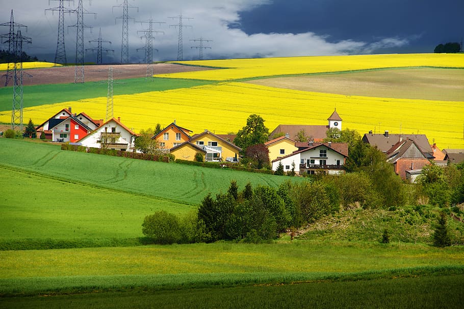 fields, mustard, nature, plant, architecture, built structure HD wallpaper
