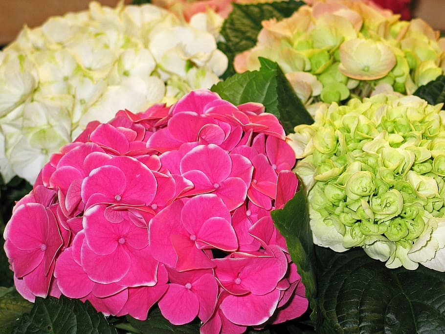 hydrangea, decorative, bush, green, white, garden, nature, flowers HD wallpaper