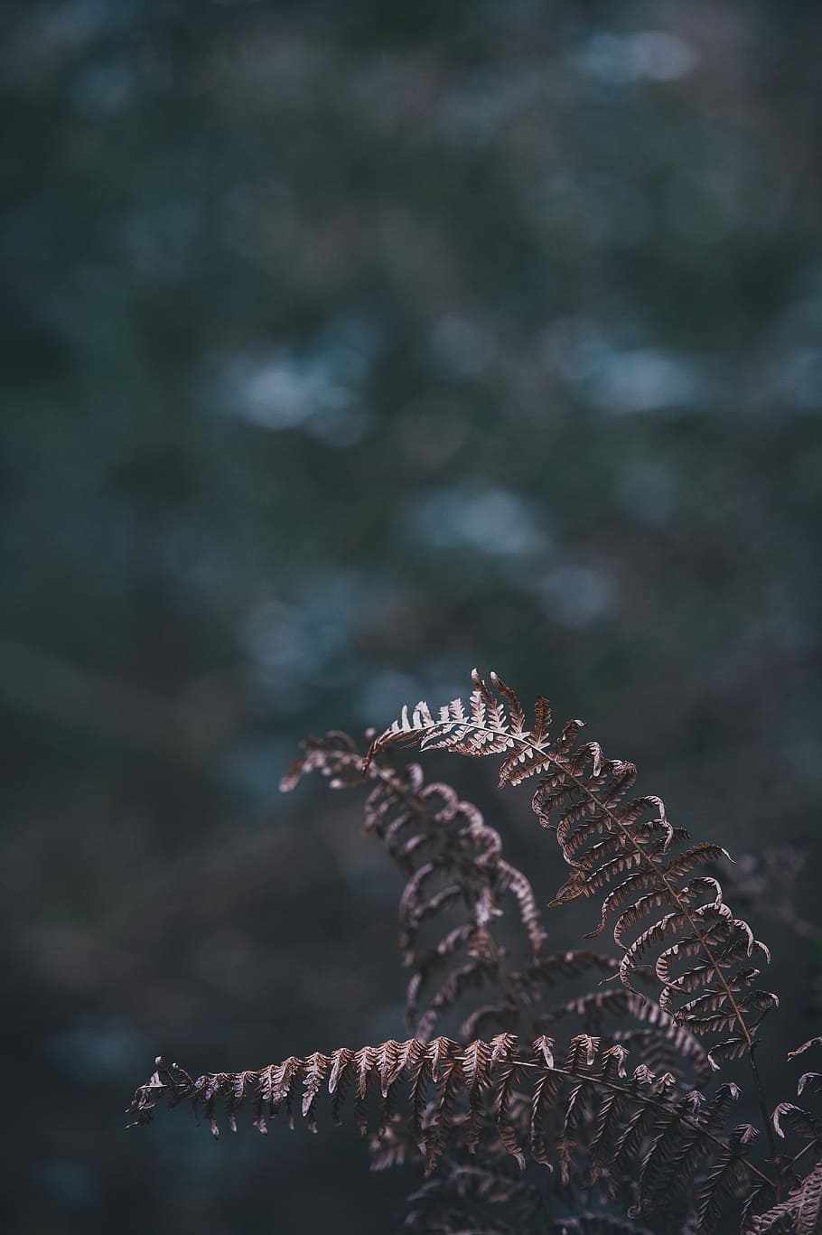 Fern with blank space, selective focus photography of dried fern plant HD wallpaper
