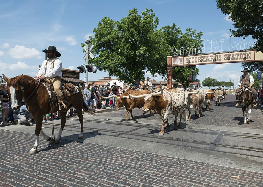 cowboys, cattle, drive, tourism, attraction, stockyards, animals, HD wallpaper
